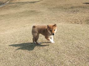 バロン1.jpg