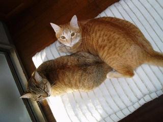 ラビセラ2010.jpg